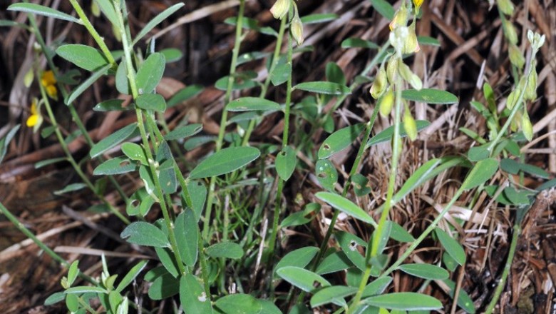 Cây Lục lạc trắng. Crotalaria albida Heyne - Cây Thuốc Nam Quanh Ta